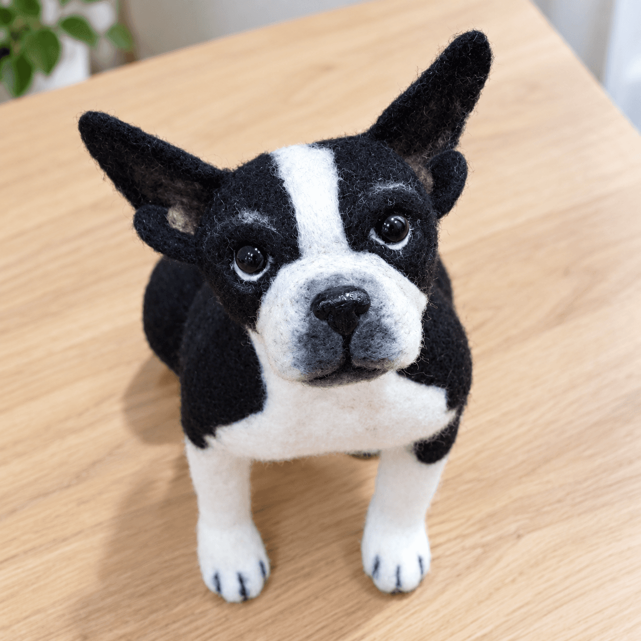 Black and white Boston Terrier puppy needle felted dog portrait, front view from above showing the upright ears