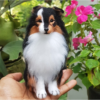 Shetland Sheepdog Needle Felted Dog Pet Portrait | Sheltie