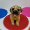 Needle Felted Pug, cute bookmark | Dog Lovers Gift Idea