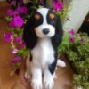 needle felted CKCS Dog Portrait Cavalier King Charles Spaniel Dog Statue