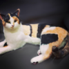 Needle Felted Cat Calico 10 Needle Felting Cat Calico | Wool Felted Cat Portrait