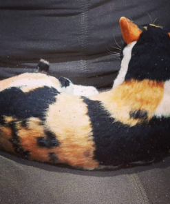 Needle Felting Cat Calico Wool Felted Cat Portraits