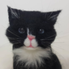 Needle Felted Black Cat Wool Felted Cat Portrait