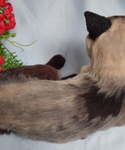 Needle Felted Siamese Cat |Customer Pet Portrait 16 20220926 094611