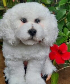 Needle felted Bichon Frise Dog 11 WhatsApp Image 2023 11 26 at 21.19.06