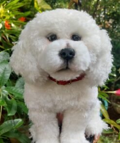 Needle felted Bichon Frise Dog 10 WhatsApp Image 2023 11 26 at 21.19.07