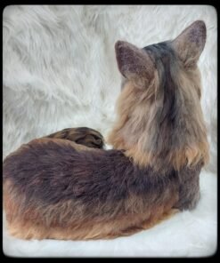 WhatsApp Image 2024 02 17 at 22.25.35 1