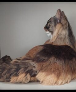 WhatsApp Image 2024 02 17 at 22.25.36 2