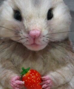 WhatsApp Image 2024 06 09 at 08.30.03