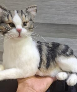 WhatsApp Image 2024 11 20 at 22.25.08 1